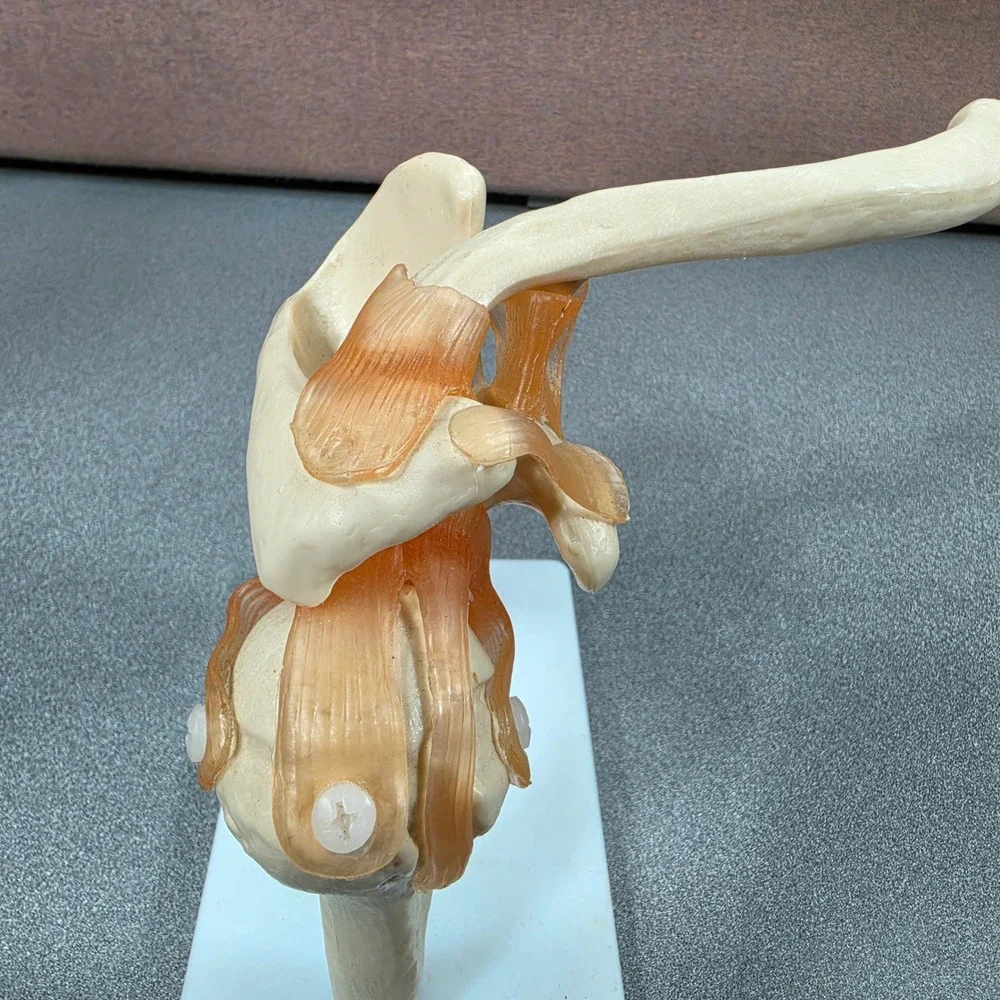 Unbranded anatomical shoulder